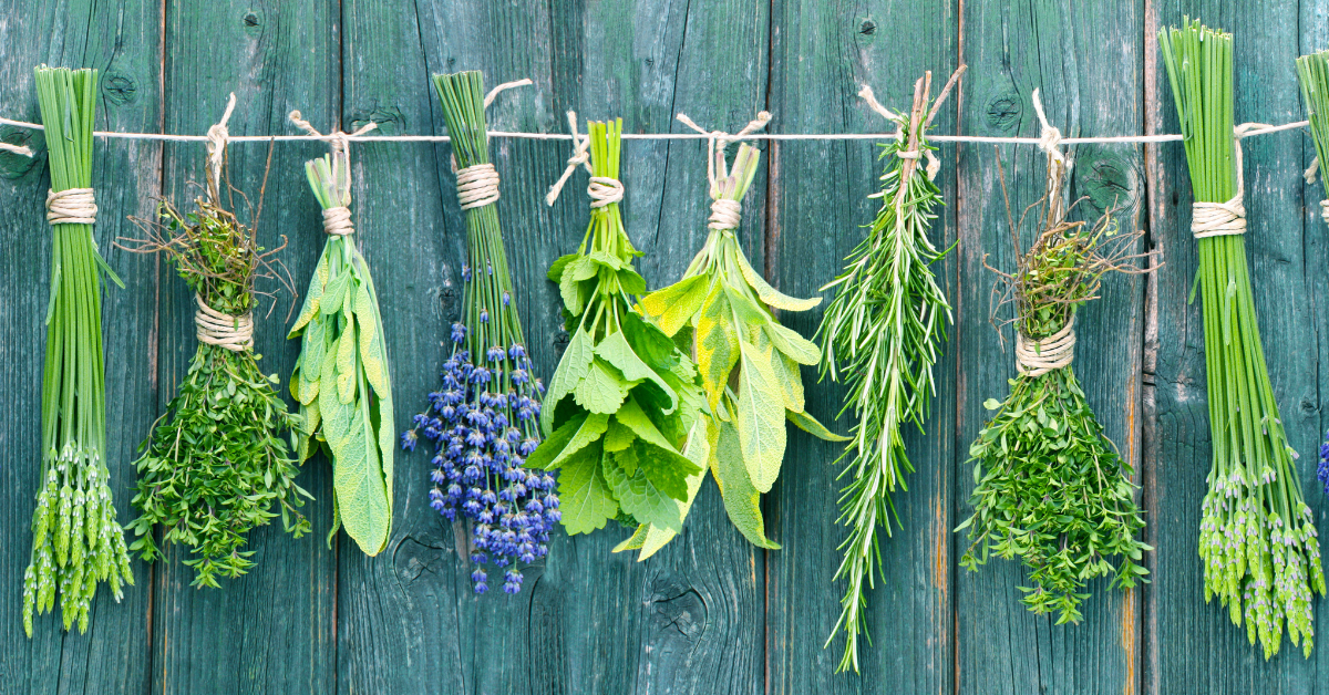 Herbs for Decreasing Histamine Intolerance nourish with intent